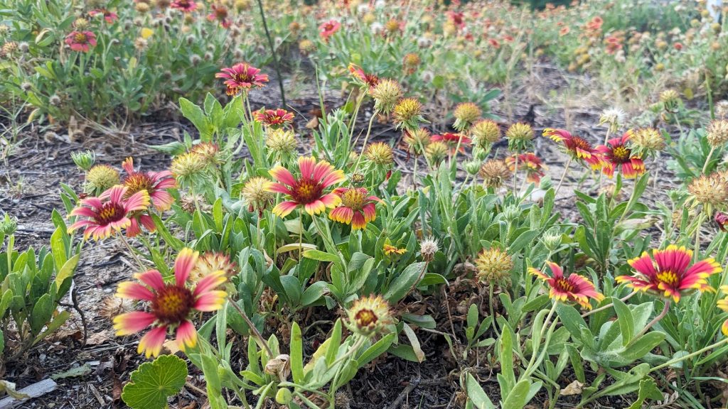 Several red and yellow flowers growing in the sand