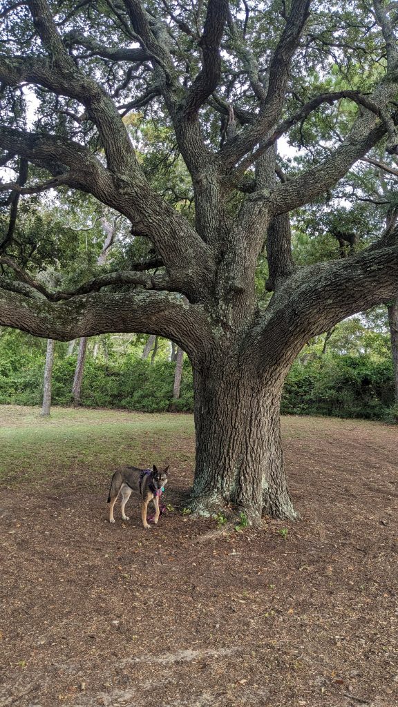 A medium-sized dog stands at the base of a tall tree
