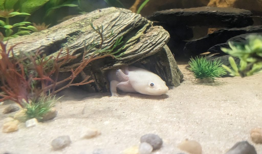 The head and one front leg of a Mexican axolotl are visible from its hiding place in its tank