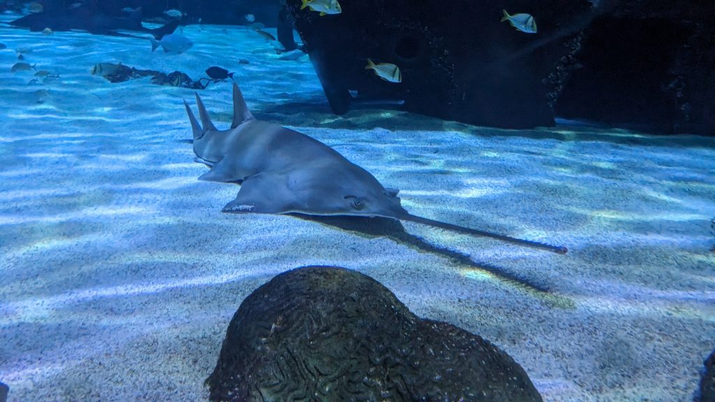 A large sawfish rests on the bottom of an aquarium exhibit