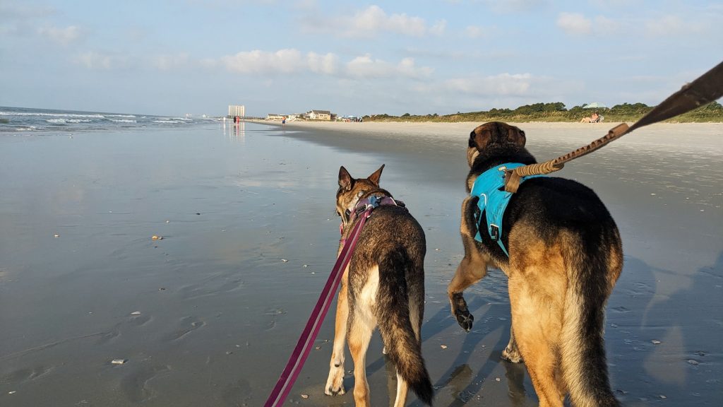 Two dogs on leashes walk along the beach