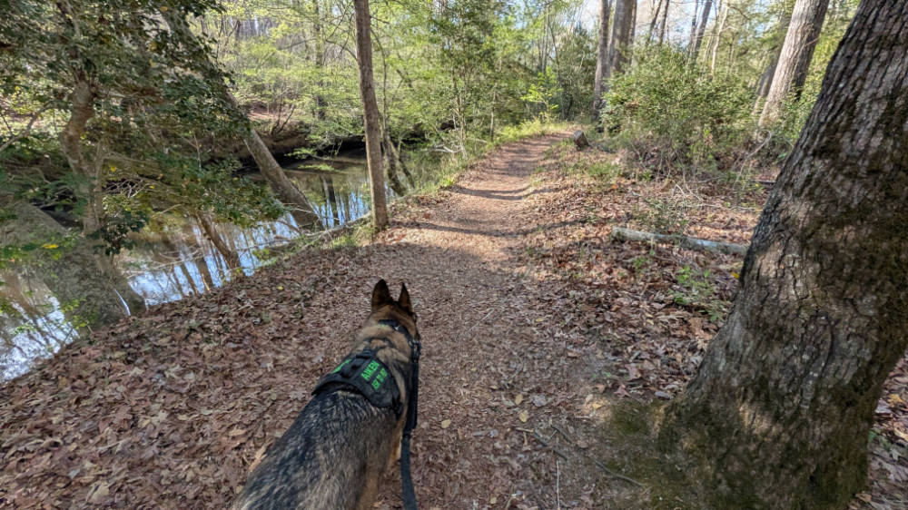 Aiken jogging along Little Fishing Creek in Medoc Mountain State Park