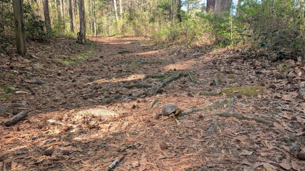 Found this lovely turtle on a trail in Medoc Mountain State Park