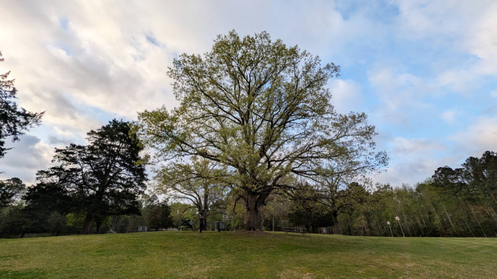 A magnificent tree shades multiple picnic tables in Medoc Mountain State Park