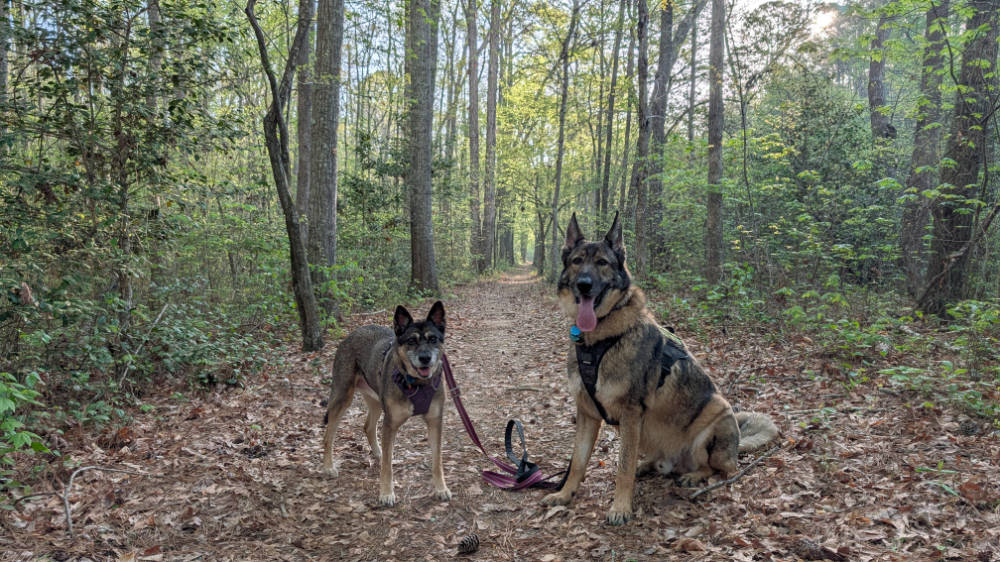 Aiken and Corona post for a photo along the Campground Loop Trail in Medoc Mountain State Park