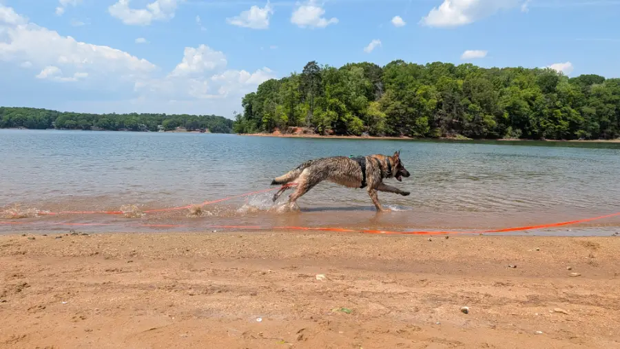 Aiken running along the beach at Lake Norman State Park
