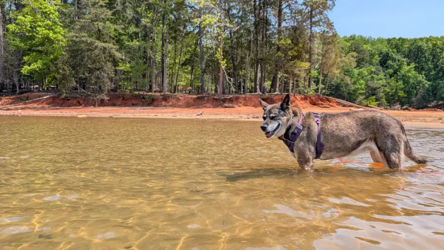 Corona wading in Lake Norman