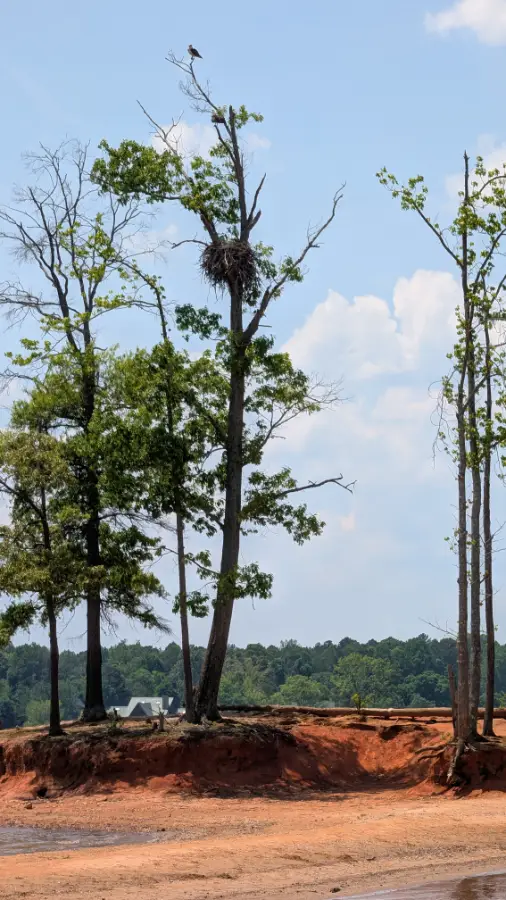Osprey nest at Lake Norman State Park
