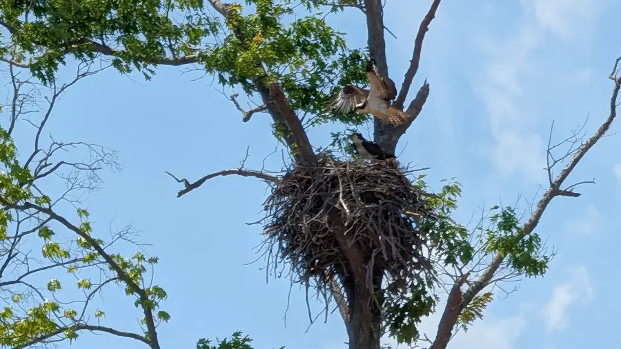 Osprey pair and nest at Lake Norman State Park