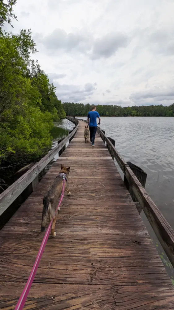 The boardwalk trail stretching over Lake Juniper at Cheraw State Park.