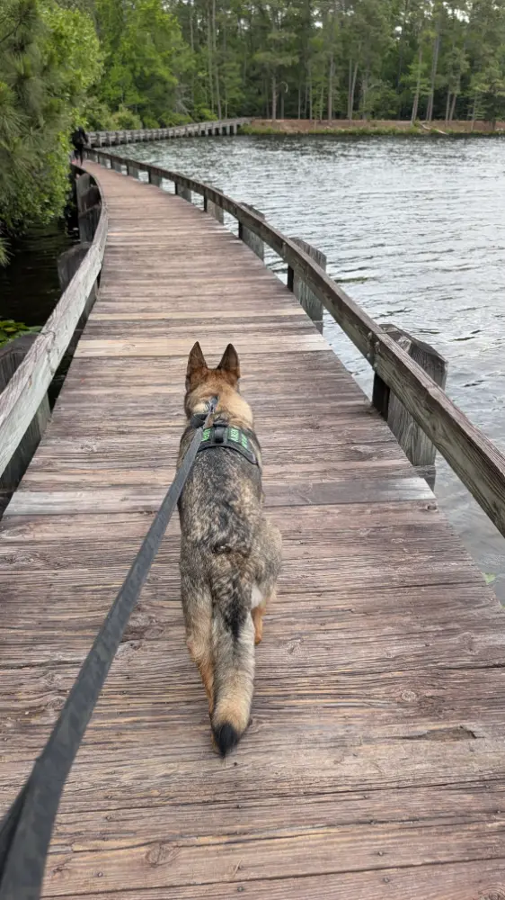 The boardwalk trail stretching over Lake Juniper at Cheraw State Park.