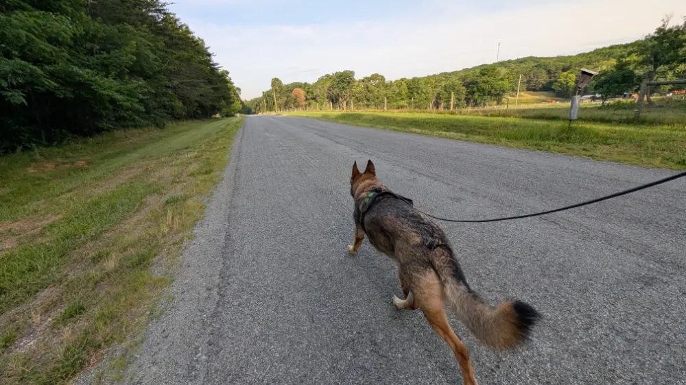 Morning run with Aiken in Penhook, VA