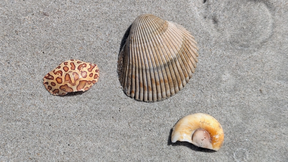 Three shells found on the beach at Bear Island in Hammocks Beach State Park