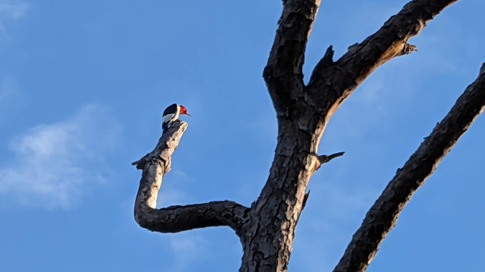 A red-headed woodpecker in a tree along the Tideland Trail