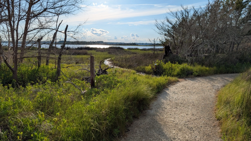 Looking out at the salt marsh from the Tideland Trail