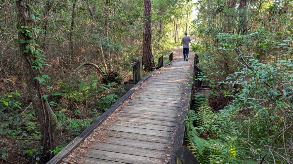 Jesse and Aiken walking on a stretch of boardwalk surrounded by dense vegetation including trees and ferns