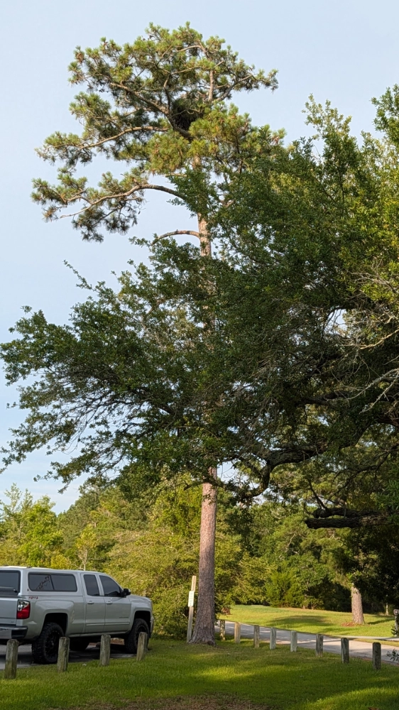 An osprey nest high in the branches of a pine tree near the entrance to the Tideland Trail