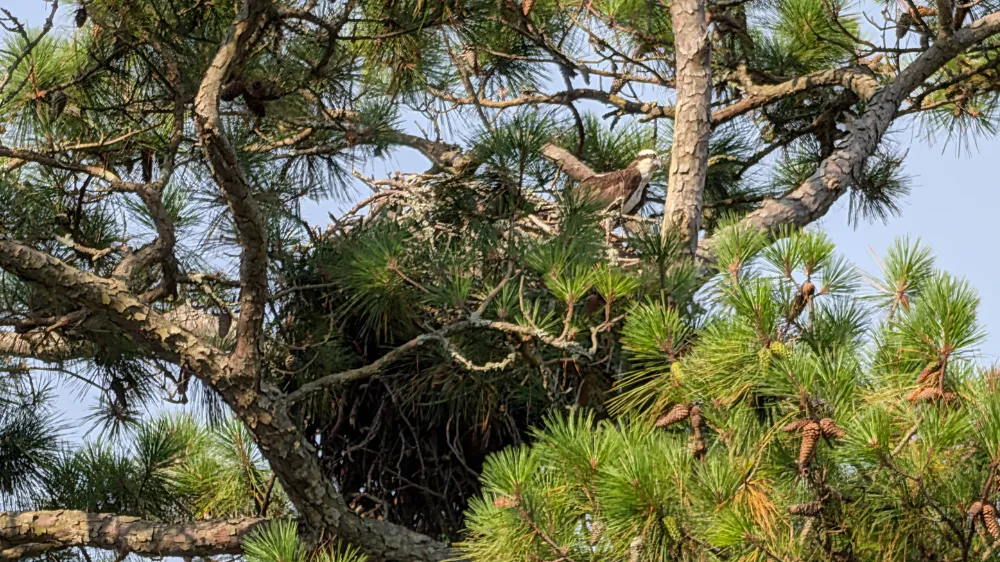 An osprey in a nest high in the branches of a pine tree near the entrance to the Tideland Trail