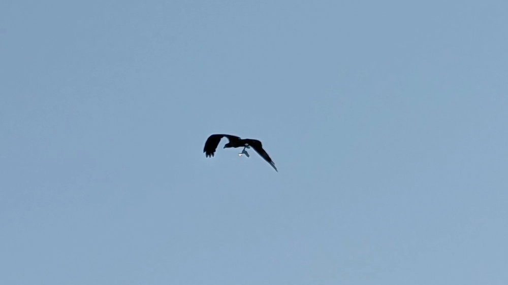 A flying osprey carrying a fish