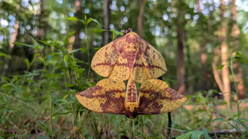 Two imperial moths in Pocahontas State Park in Chesterfield, VA