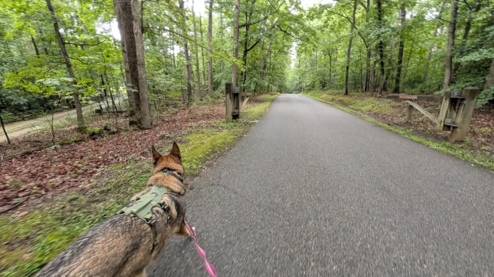 Aiken out for a run on a road through Pocahontas State Park in Chesterfield, VA