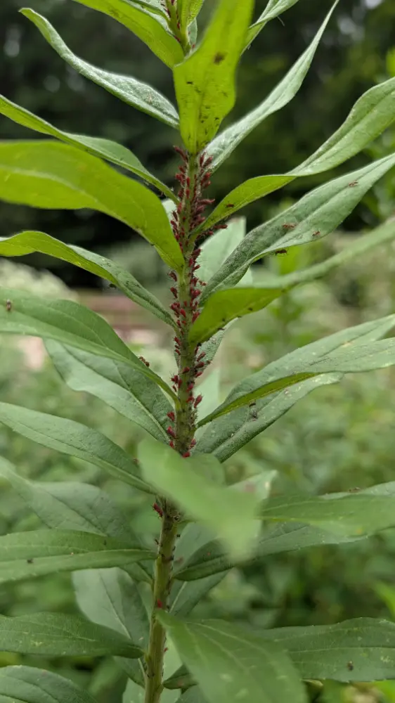 Red aphids on a plant in Pocahontas State Park in Chesterfield, VA