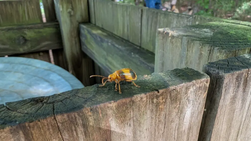 A greater elm leaf beetle in Pocahontas State Park in Chesterfield, VA